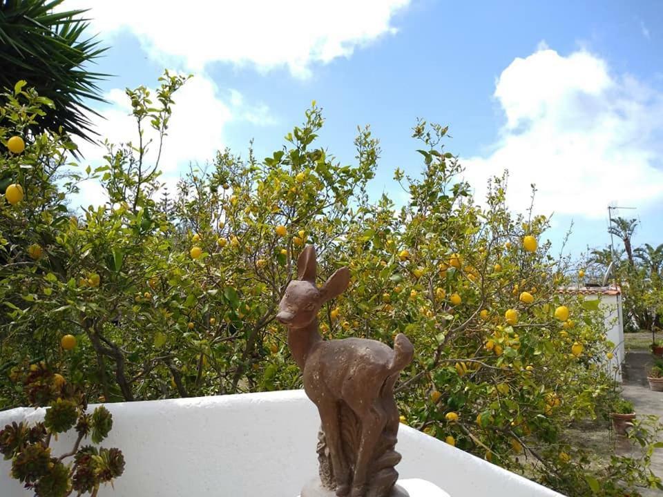 Residence Limoneto Ischia Forio  Exterior photo